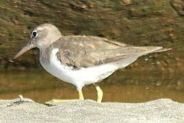 Spotted Sandpiper