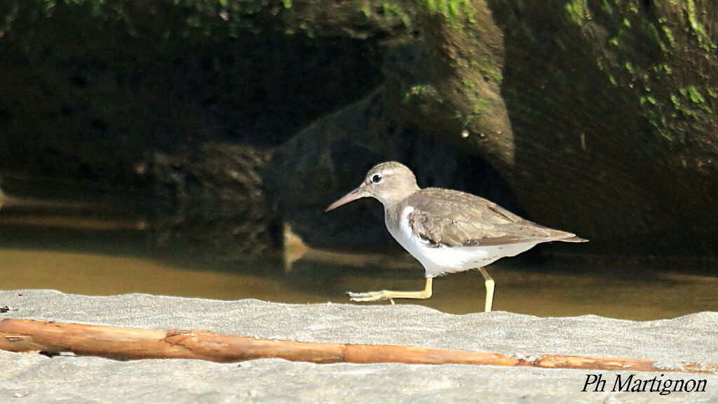 Spotted Sandpiper