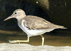 Spotted Sandpiper