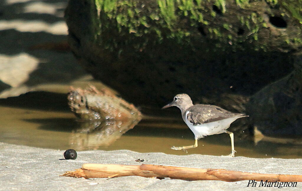 Spotted Sandpiper