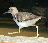 Spotted Sandpiper