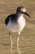 Spotted Sandpiper