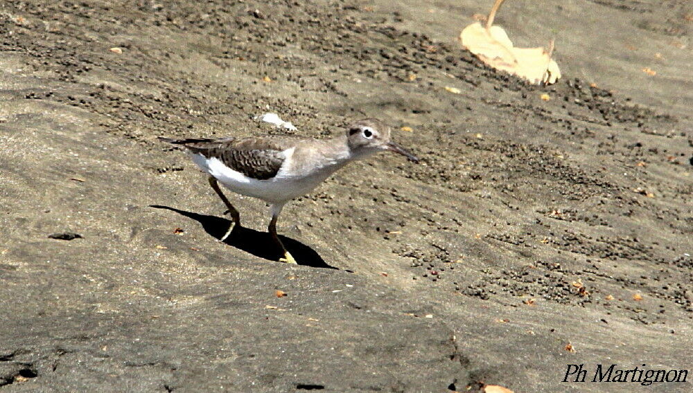 Chevalier grivelé, identification