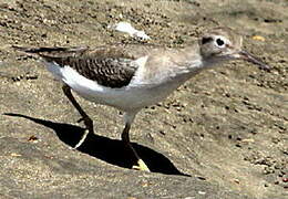 Spotted Sandpiper