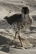 Spotted Sandpiper