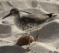 Spotted Sandpiper