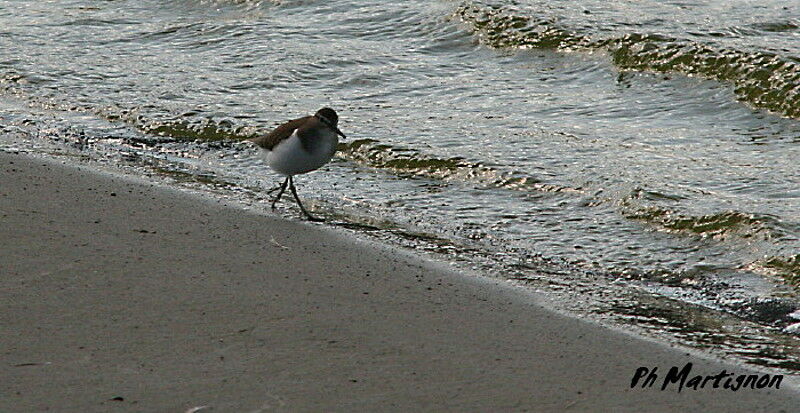 Common Sandpiper, identification