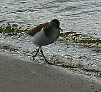 Common Sandpiper