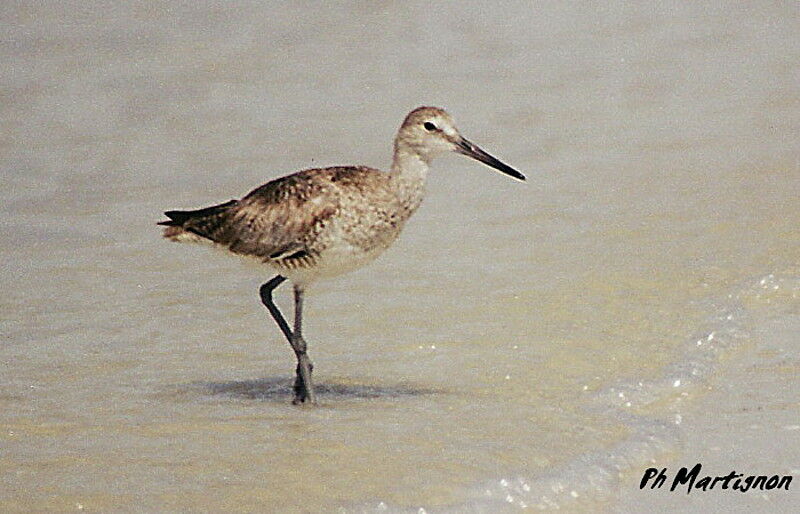 Willet