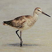 Willet