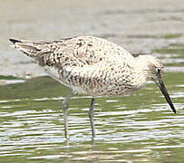 Willet