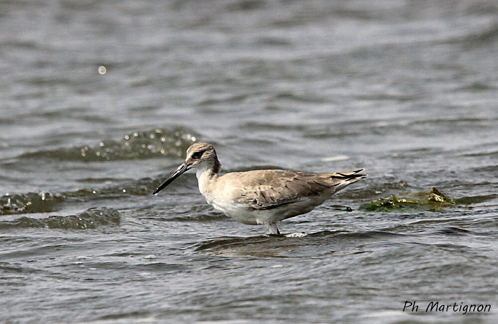 Willet, identification