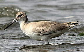 Willet