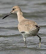 Willet