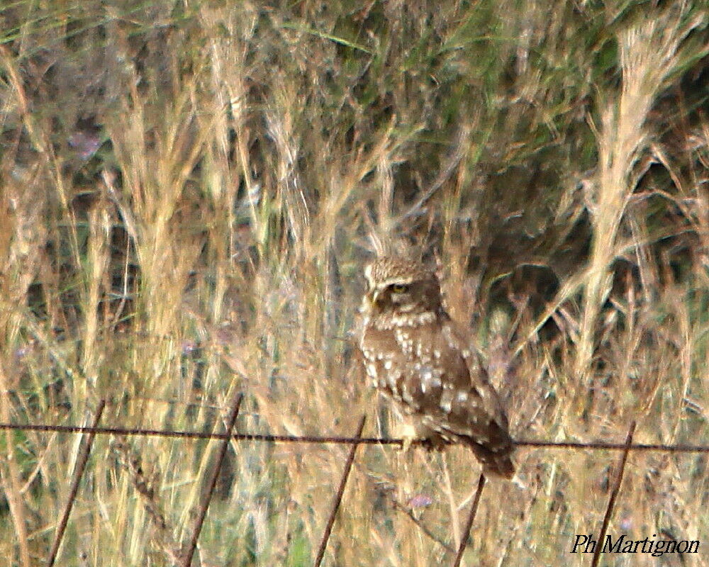 Little Owl, identification