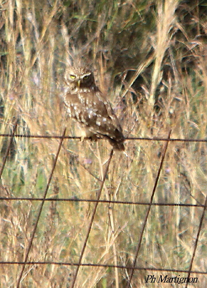 Chevêche d'Athéna, identification