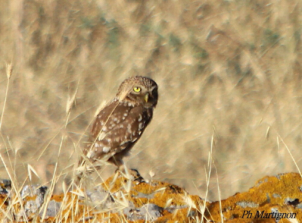 Little Owl, identification