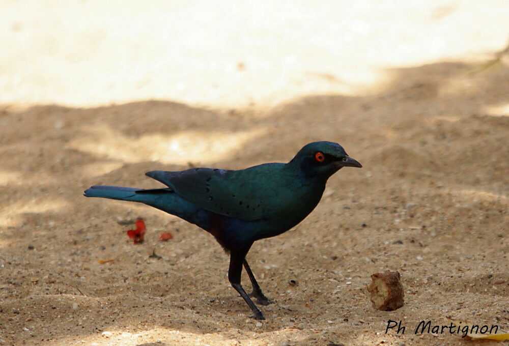 Bronze-tailed Starling, identification