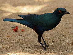 Bronze-tailed Starling