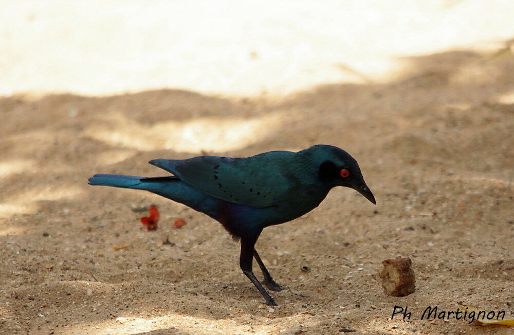 Choucador à queue violette, identification