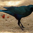 Choucador à queue violette