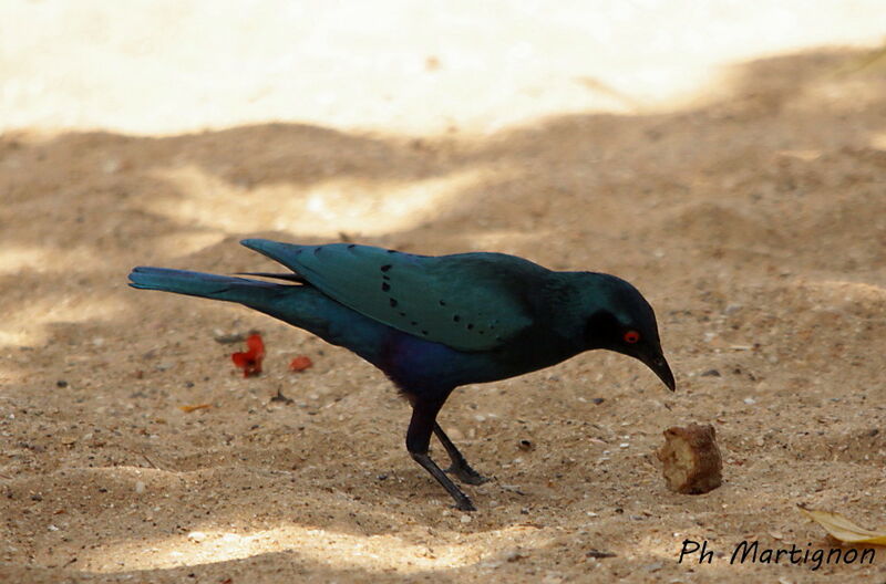 Bronze-tailed Starling, identification