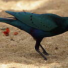 Choucador à queue violette