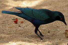 Bronze-tailed Starling