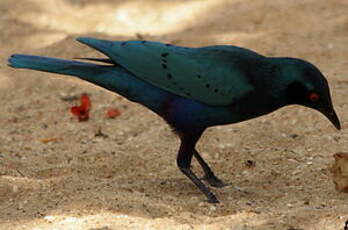 Choucador à queue violette