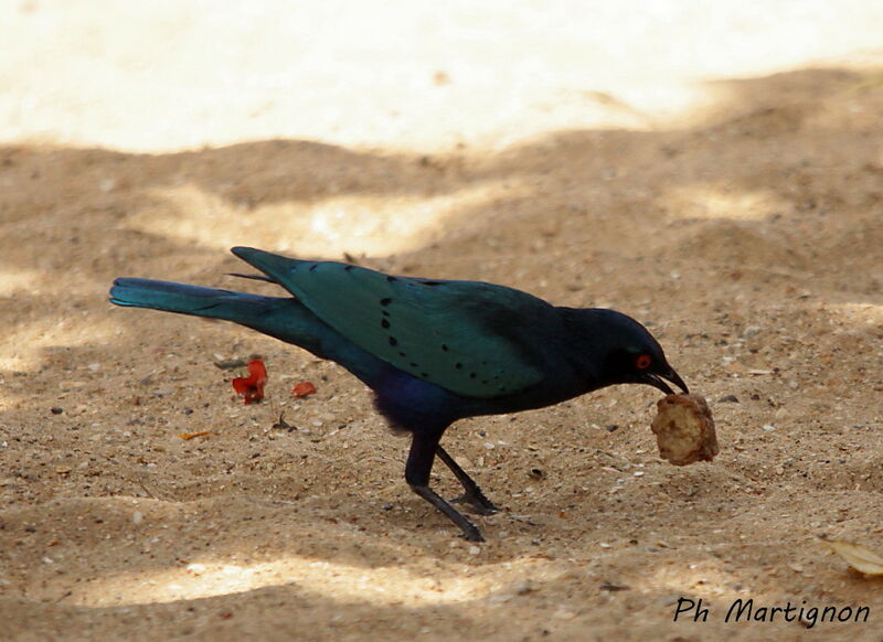 Choucador à queue violette, identification, mange