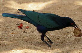 Choucador à queue violette