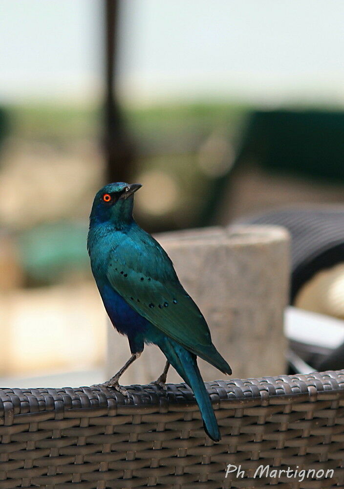 Bronze-tailed Starling, identification