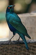 Bronze-tailed Starling