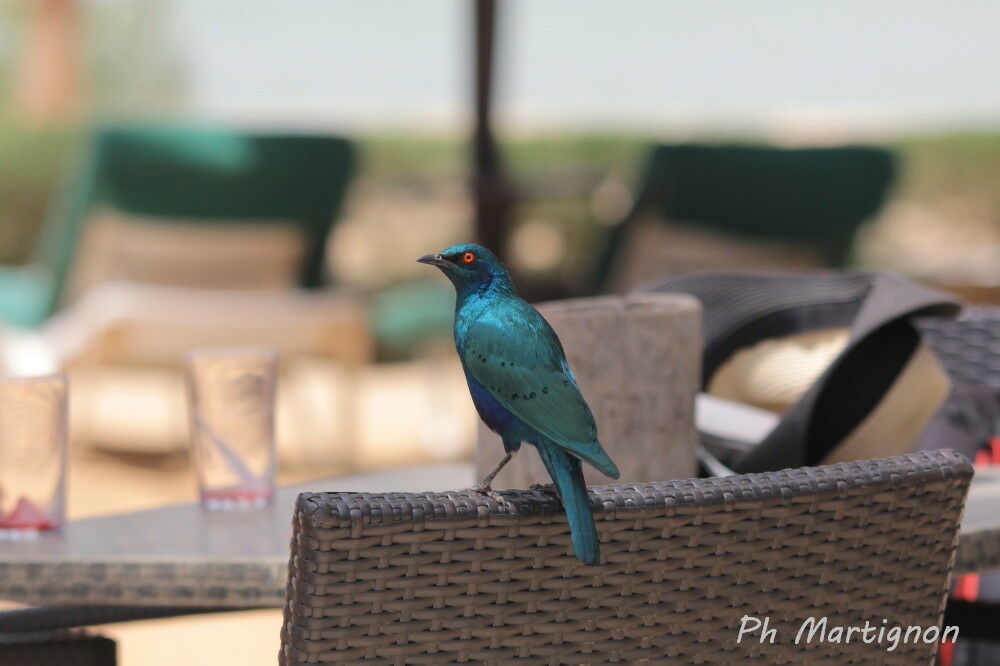 Bronze-tailed Starling, identification