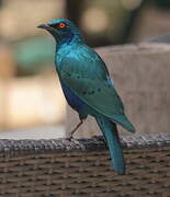 Bronze-tailed Starling