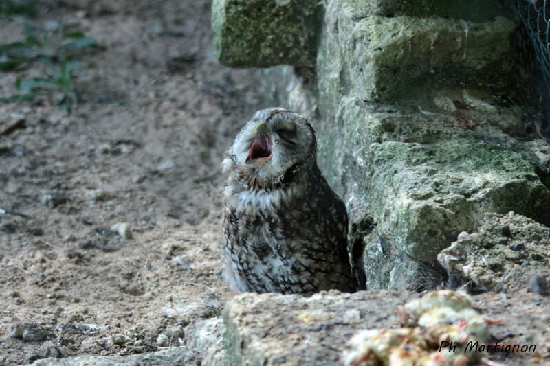 Tawny Owl, identification