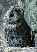 Tawny Owl