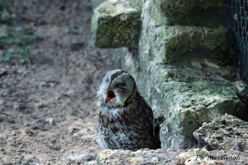 Tawny Owl, identification