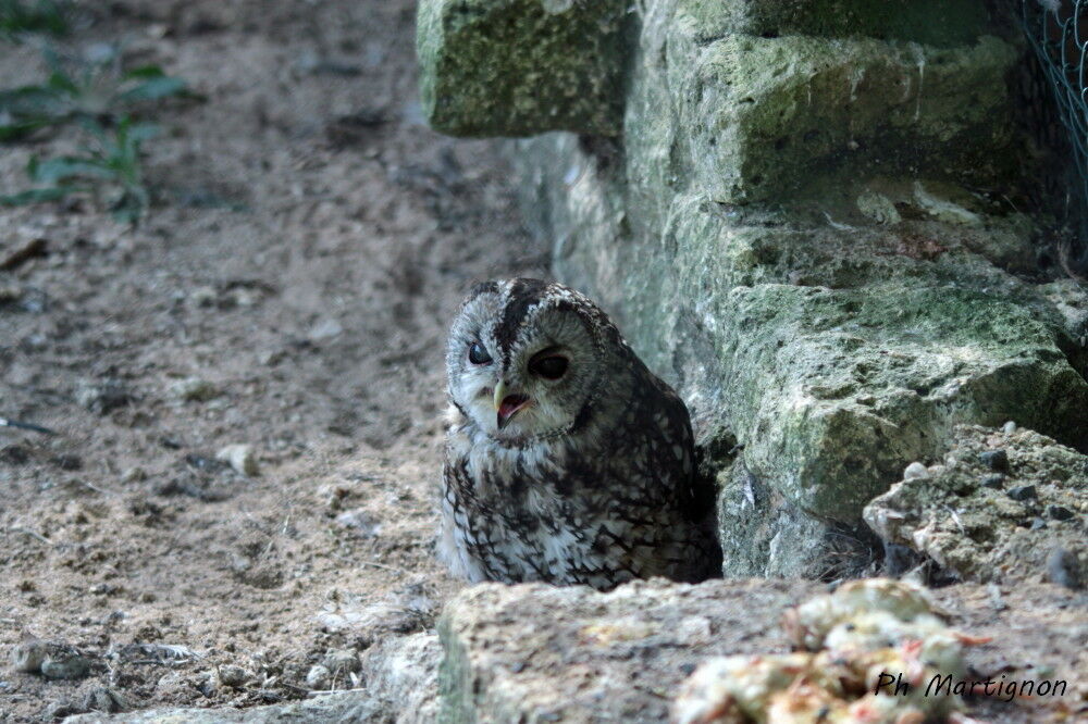 Tawny Owl, identification