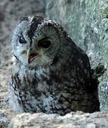 Tawny Owl