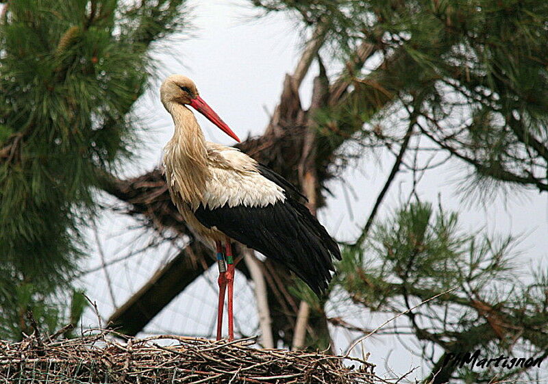 White Stork, identification