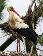 White Stork