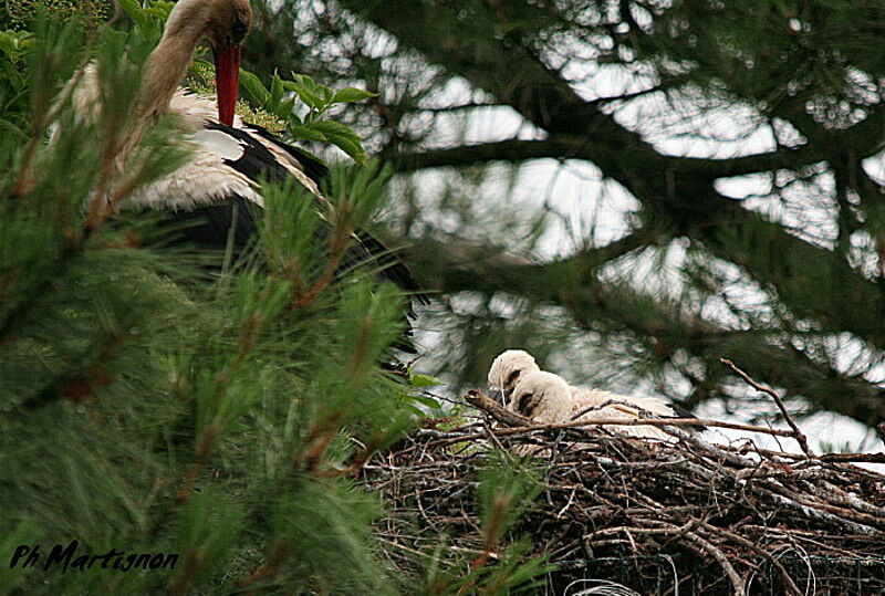 Cigogne blanchejuvénile, identification, Nidification