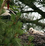 White Stork