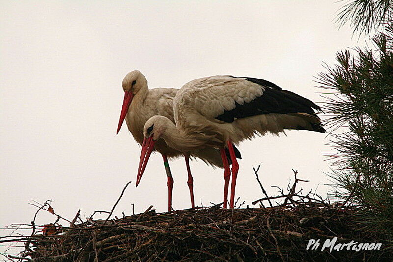 Cigogne blanche , identification, Nidification