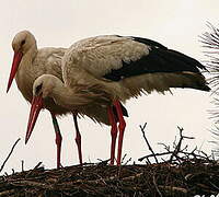 White Stork