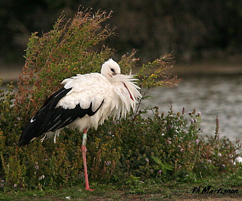 Cigogne blanche, identification