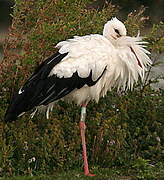 White Stork