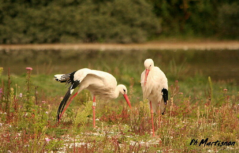 White Stork