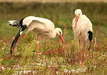 Cigogne blanche